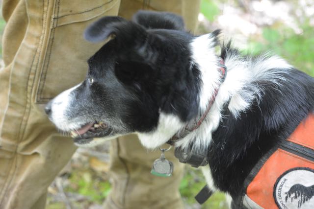 Orbee working dog DSC_0069