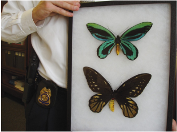 Buterfly1 Buterfly1