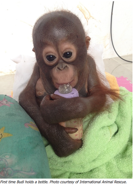 Orphaned Orangutan1 Orphaned Orangutan1