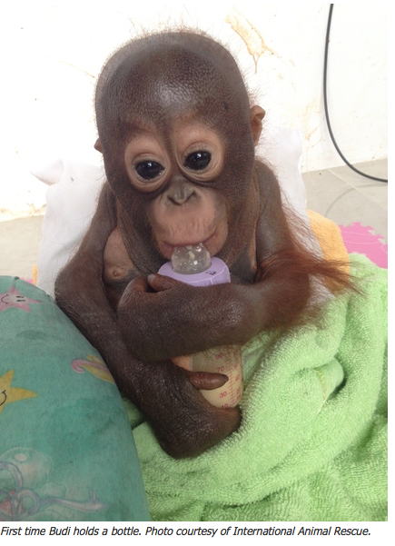 Orphaned Orangutan1