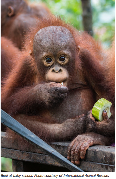 Orphaned Orangutan2