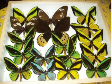 buterfly2 buterfly2
