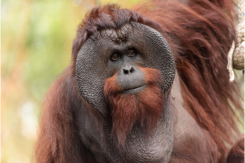 orangutan orangutan