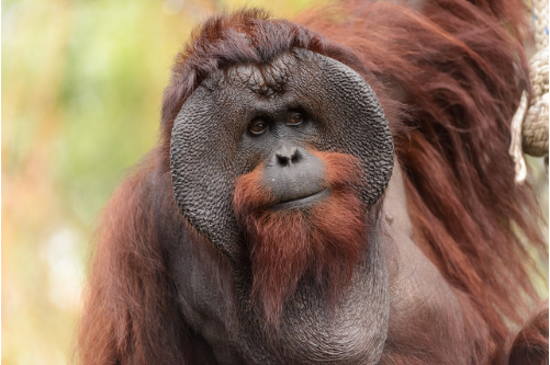 orangutan