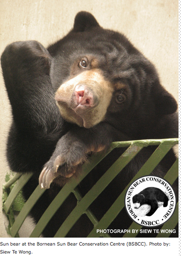 sunbear3