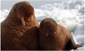 WalrusInfo