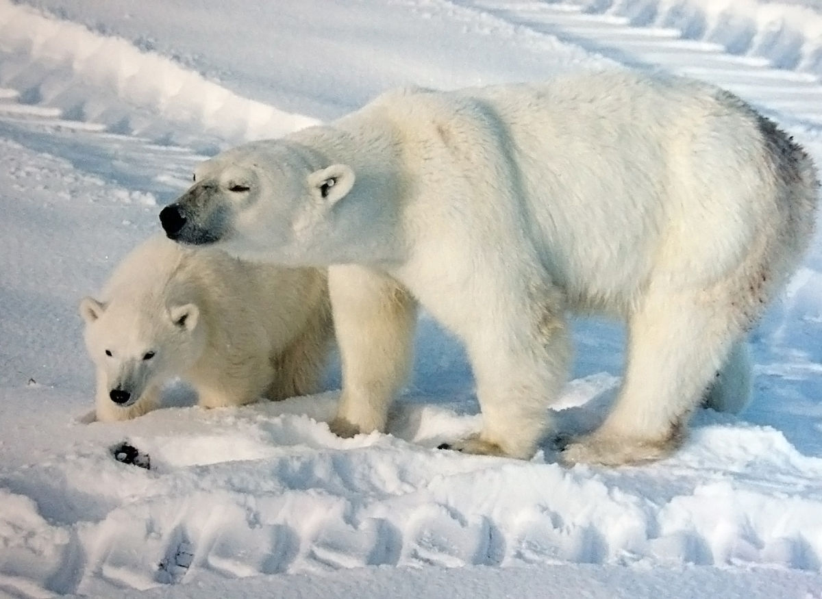 Polar bear mother_with_cub Brocken Inaglory