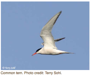 commontern commontern