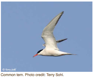 commontern