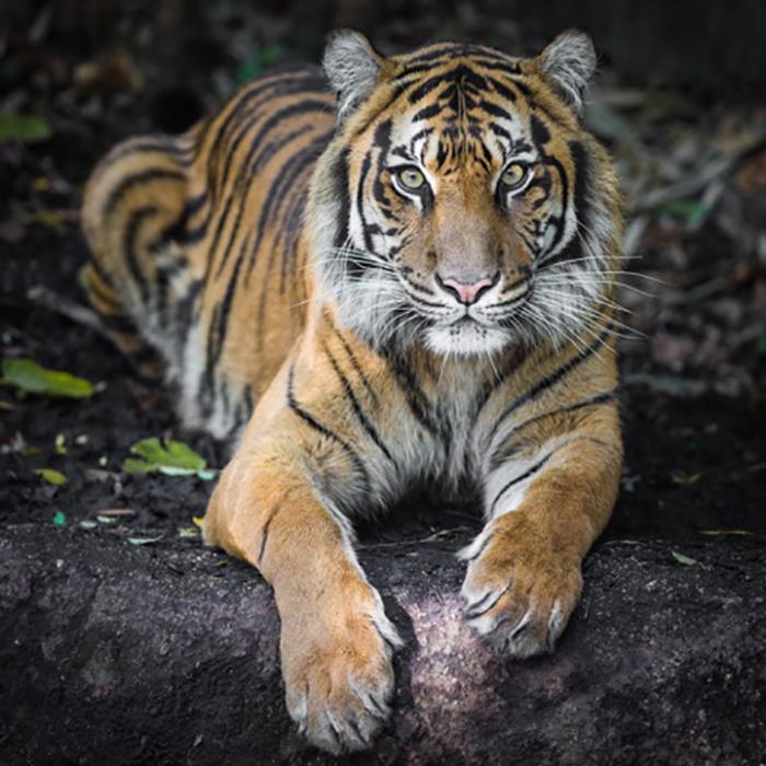 Sumatran Tiger By Nichollas Harrison
[CC BY-SA 3.0 (https://creativecommons.org/licenses/by-sa/3.0)], via Wikimedia Commons
