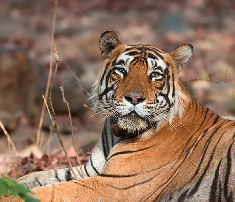 Male tiger in Ranthambhore Tiger Reserve, India

By Koshy Koshy (Flickr: Male Tiger Ranthambhore) [CC BY 2.0 (http://creativecommons.org/licenses/by/2.0)], via Wikimedia Commons