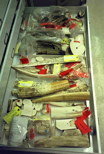 walrus ivory samples